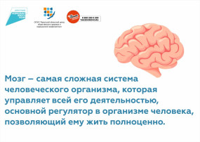 мозг мозг.